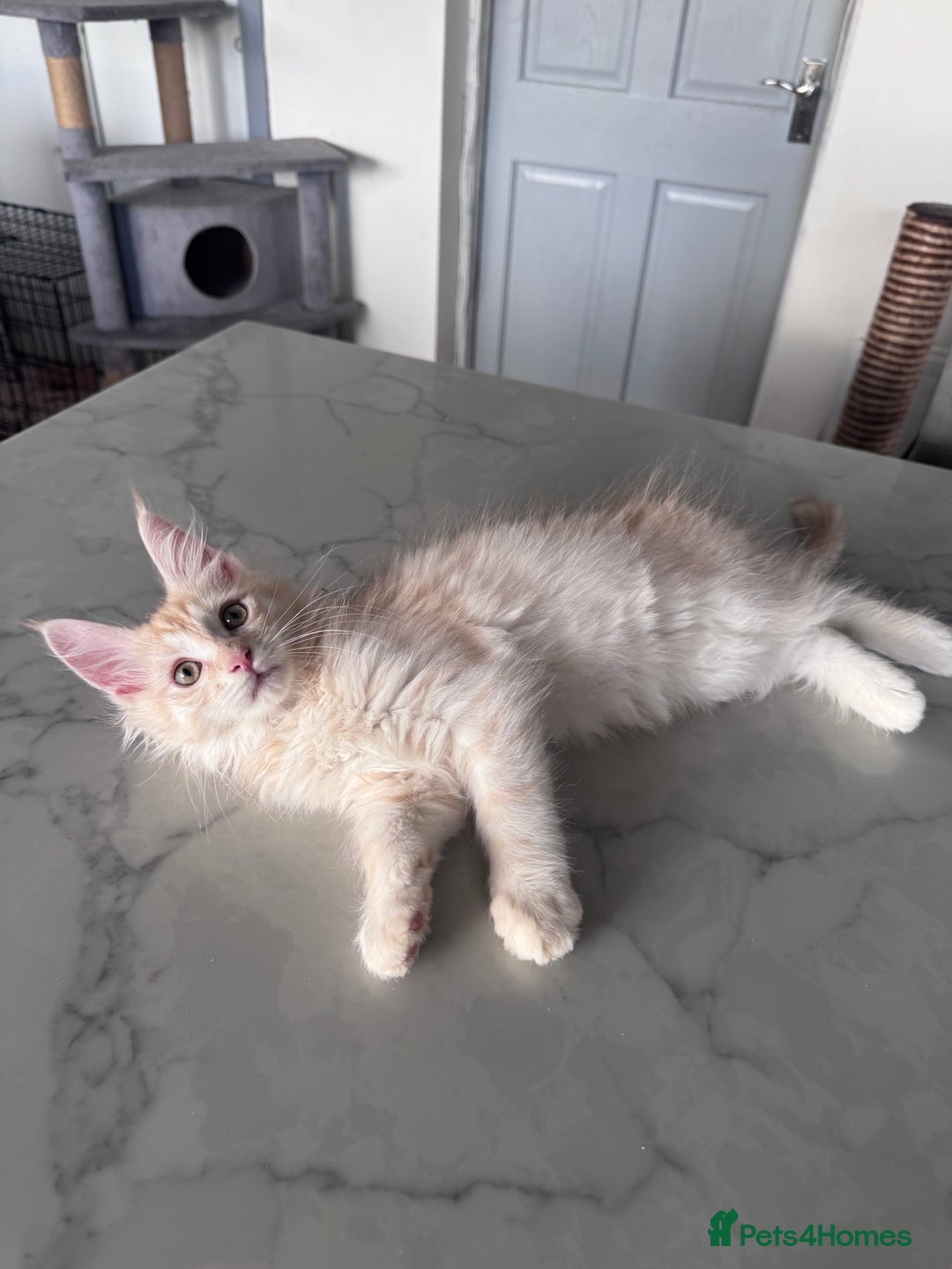 Maine Coon cats for sale: Last male left stunning Maine coon-  - Advert 10