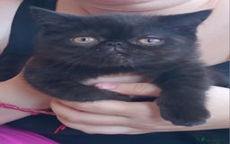 Exotic cats for sale: GCCF Registered Kittens  - Image 7