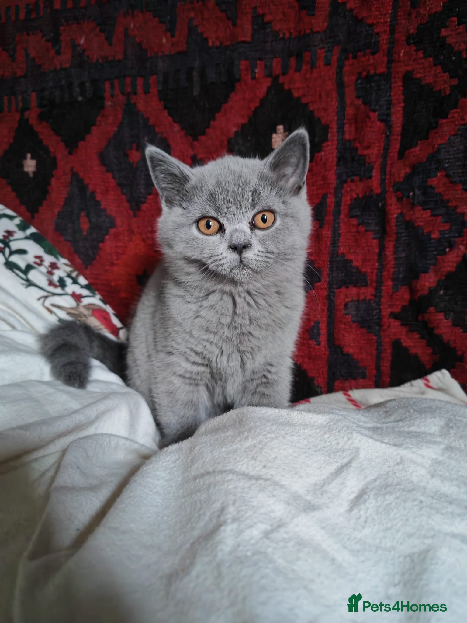 British Shorthair cats Female British Blue Kitten - Advert 12