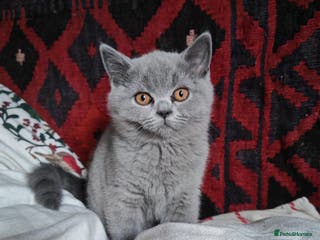 British Shorthair cats Female British Blue Kitten - Advert 12
