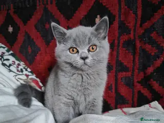 British Shorthair cats GCCF Registered British Blue Kittens - Advert 1