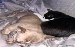 Domestic Shorthair cats for sale: Lovely female cat - Image 6