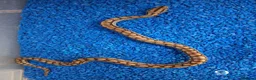Boa Snake reptiles for sale: Colombian Rainbow Boa morphs  - Advert 15