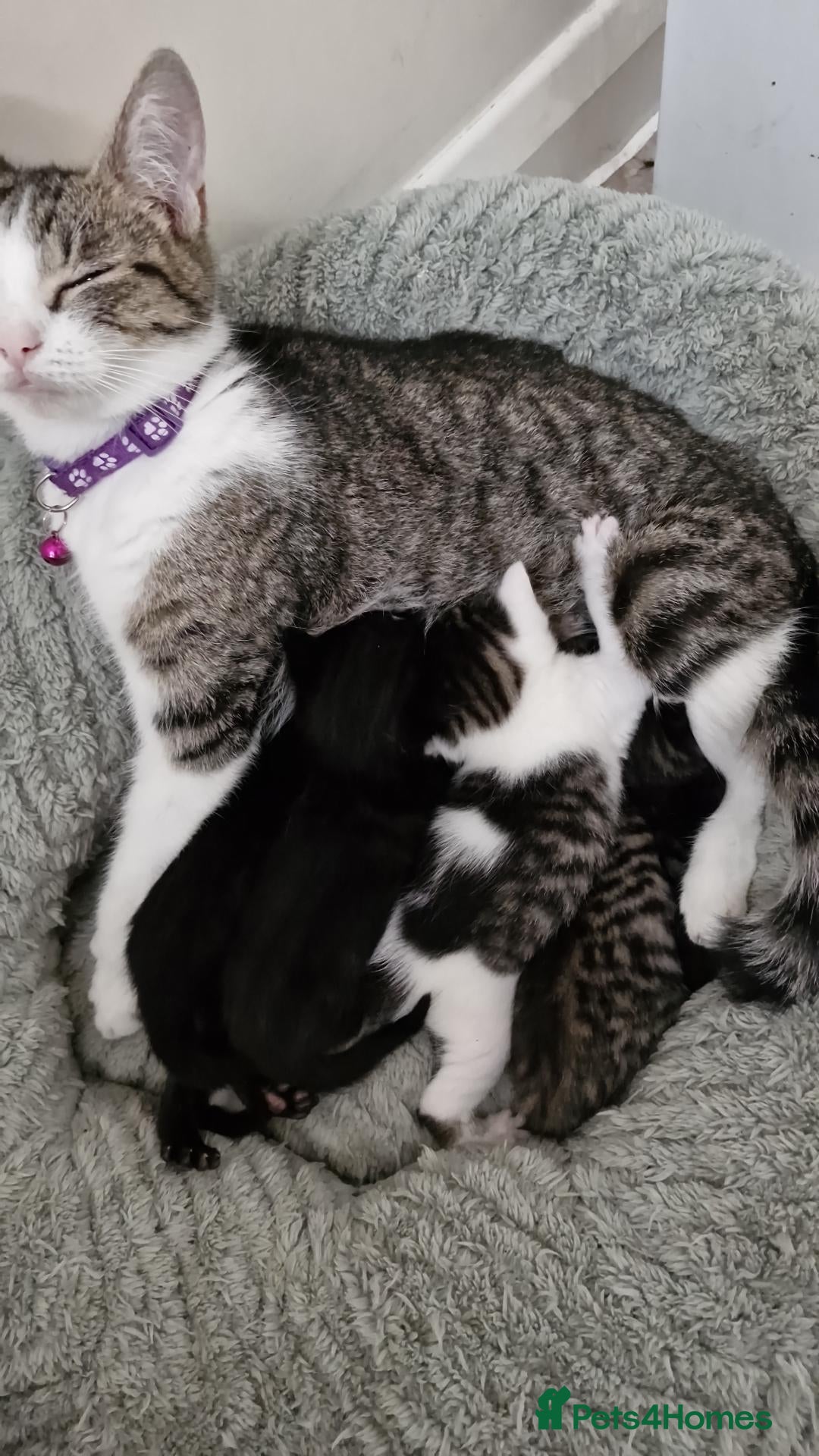 Mixed Breed cats CUTE FLUFFY KITTENS 😸  - Advert 11