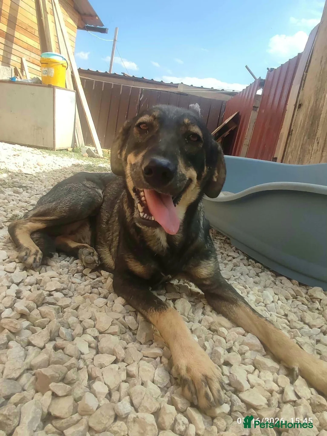 Mixed Breed dogs for adoption: Ariel 18 month Macedonian rescue  - Advert 2
