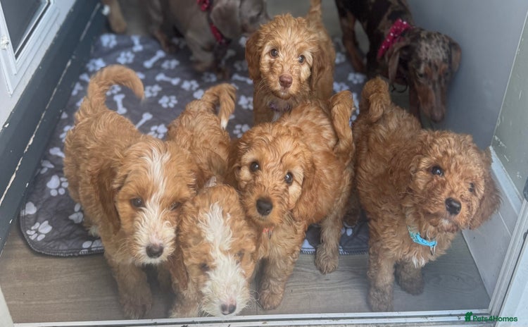 Australian Labradoodle dogs in Corby - Advert 4