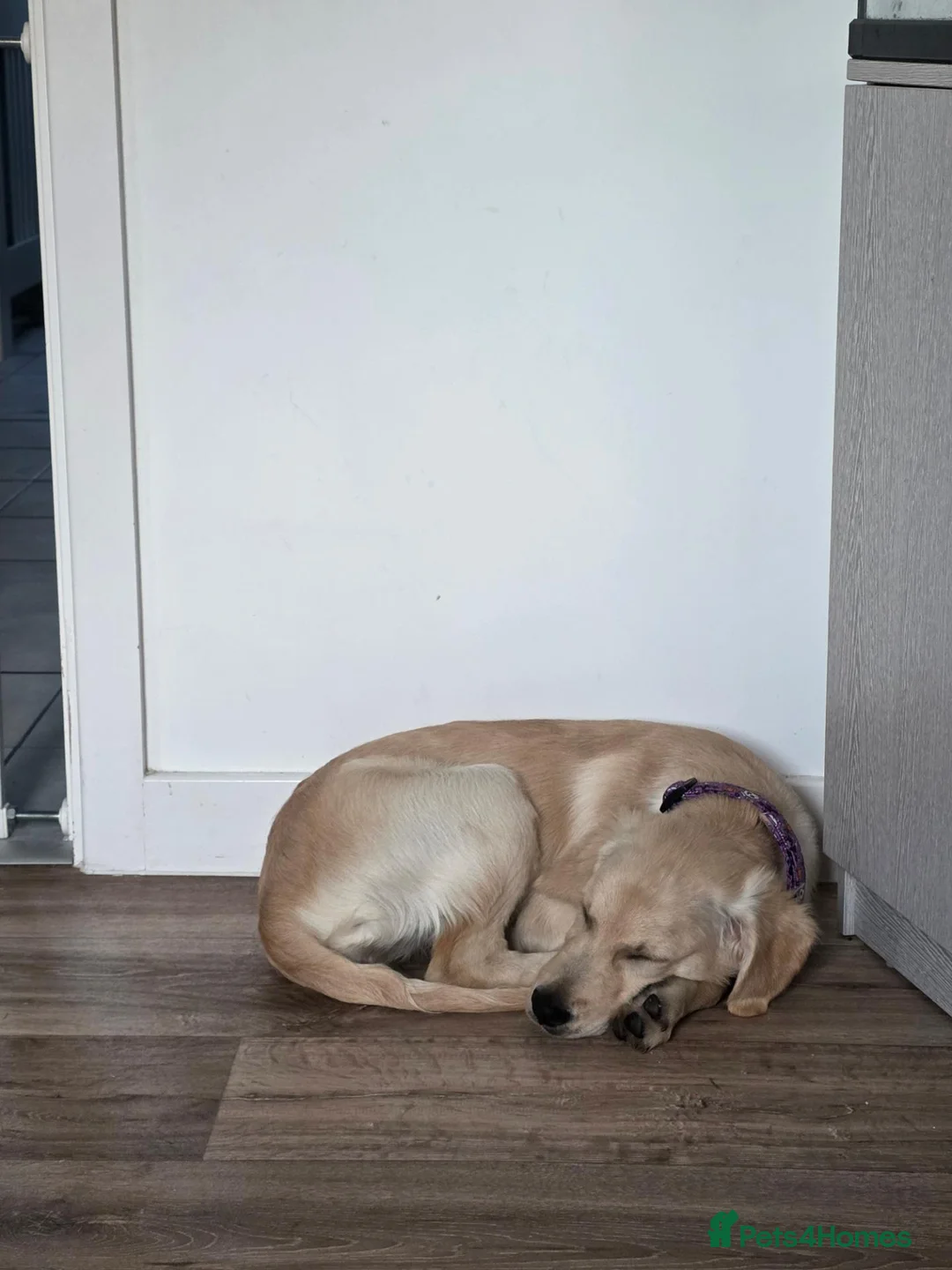 Golden Retriever dogs for sale: Golden Retriever Female Puppy 17 weeks old in Bridgwater - Advert 6
