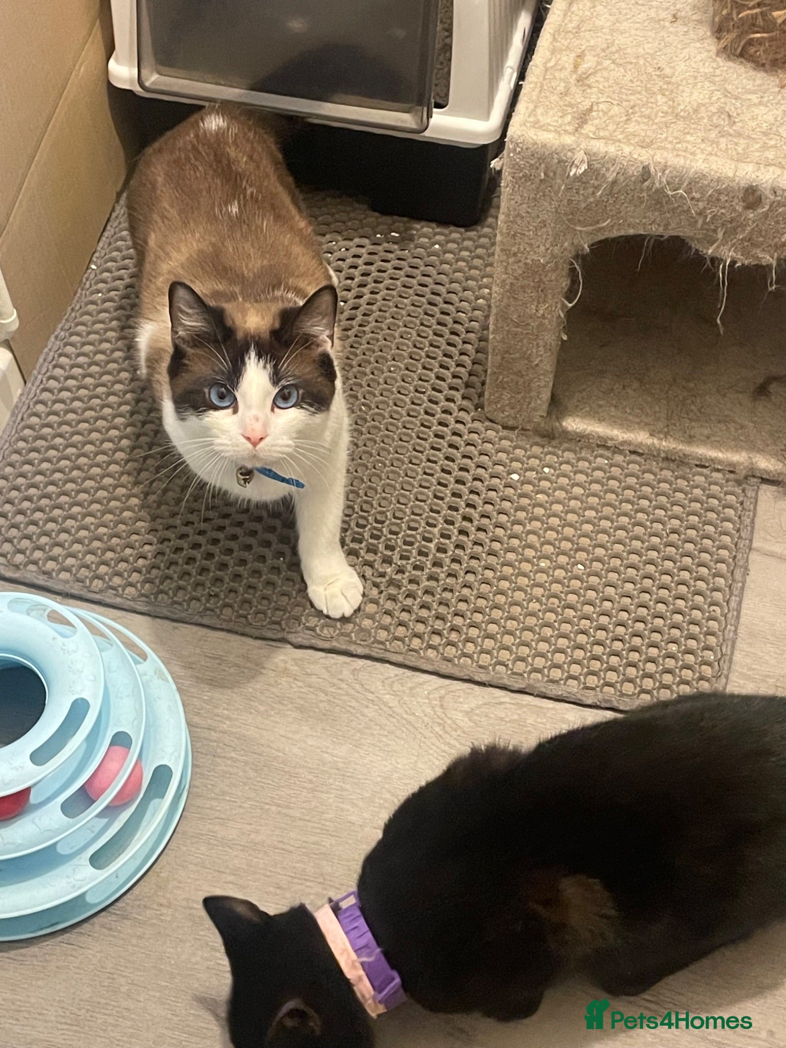 Mixed Breed cats Rider and Houdini  - Advert 4