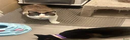 Mixed Breed cats for sale: Rider and Houdini  in Mansfield - Advert 1