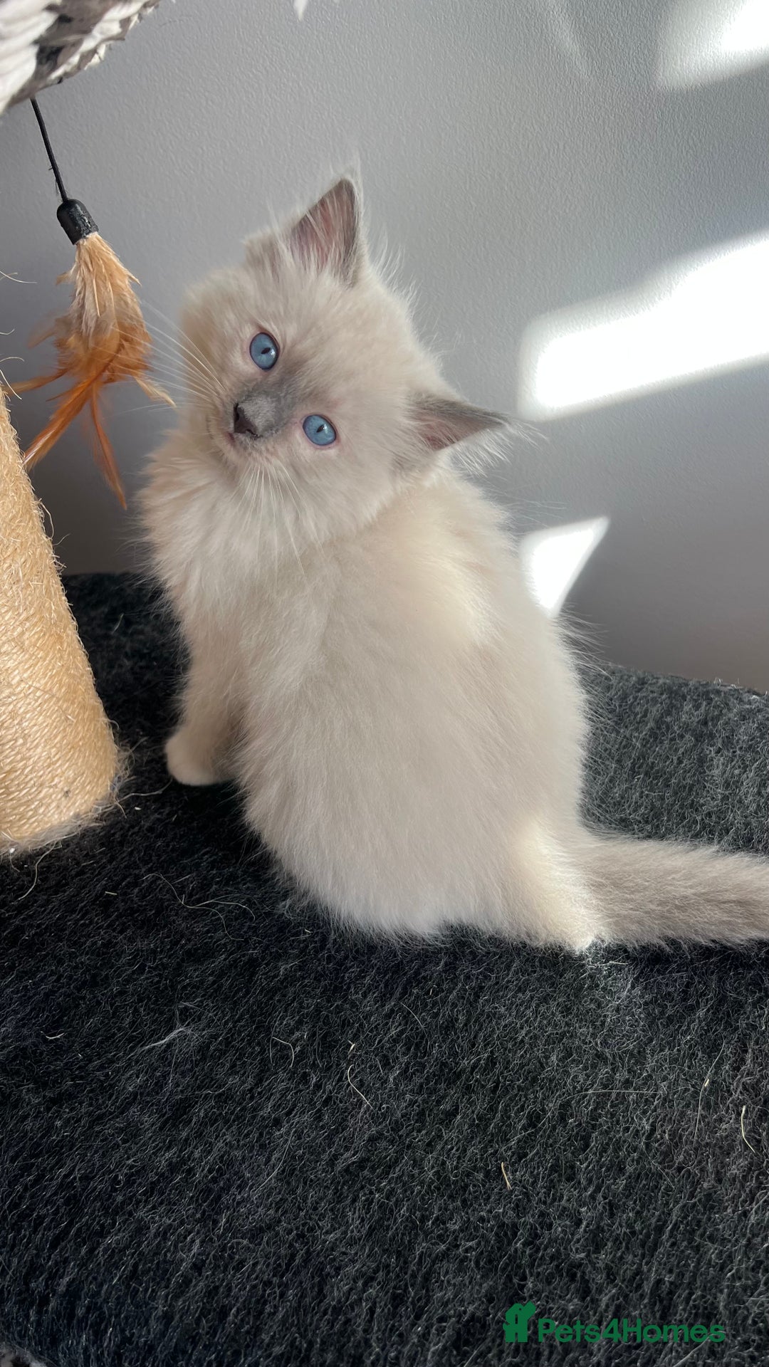 Ragdoll cats for sale: 3 Ragdoll kittens  - Advert 12