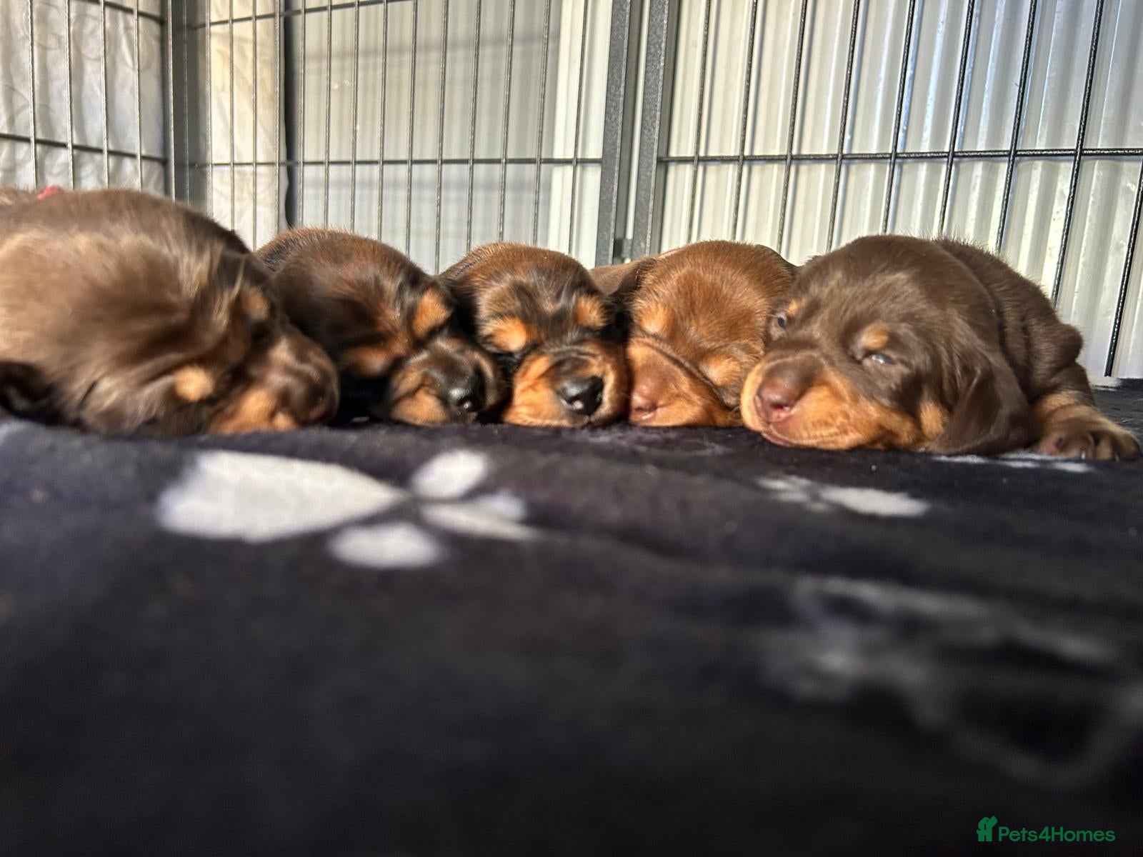 Miniature Dachshund dogs Miniature long haired dachshunds - Advert 7