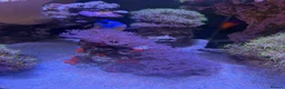 Other/Mixed Breed fish for sale:  Marine Tank Shutdown – Full Livestock Package  in London - Advert 7