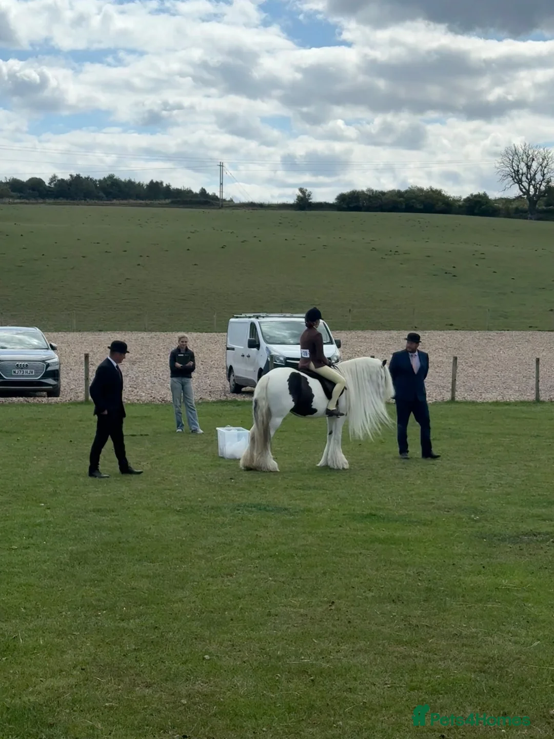 Irish Cob horses for sale: Beautiful traditional cob allrounder family pony  - Advert 2