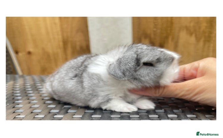 Mini Lop rabbits - Advert 11