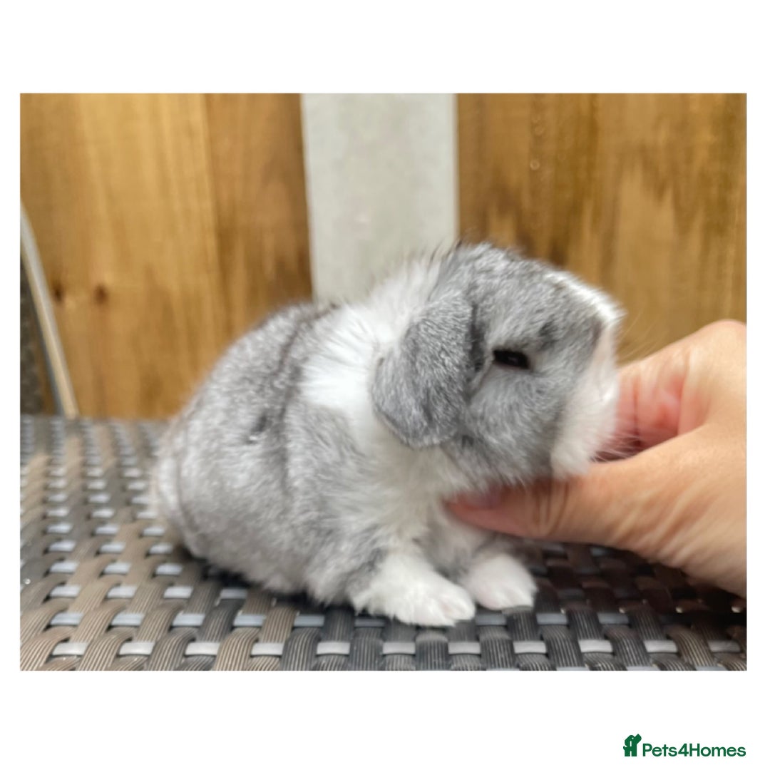 Mini Lop rabbits for sale: Beautiful mini lop bunnies for sale - Image 1