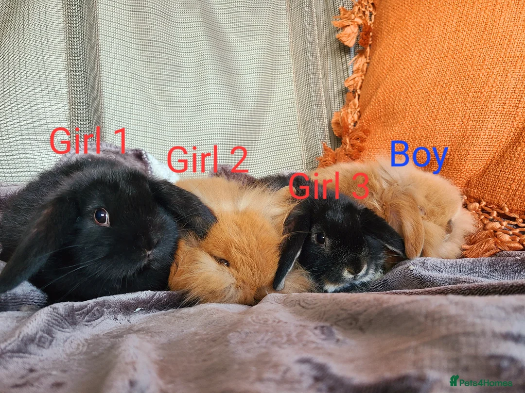Mixed Breed rabbits for sale: Mix Breed Lop Bunnies  - Advert 1