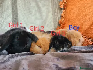 Mixed Breed rabbits Mix Breed Lop Bunnies - Advert 1