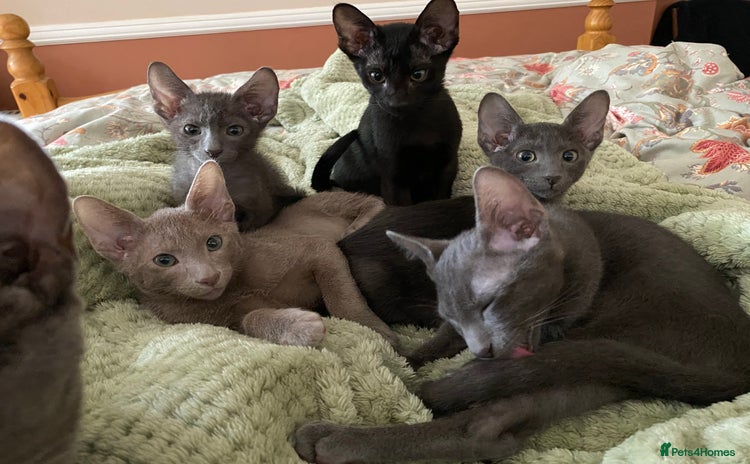 Havana Brown cats - Advert 1
