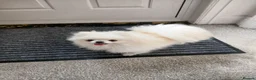Pomeranian dogs for sale: Kc registered pomeranian bitch in Morpeth - Advert 5