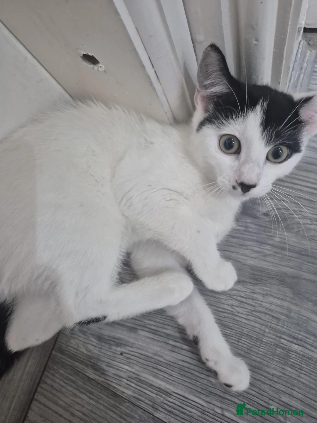 Domestic Shorthair cats for sale: Two female kittens for sale in Bradford - Advert 6