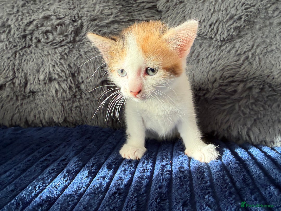 Mixed Breed cats for sale: Adorable Kittens Ready for Their Forever Homes!  - Image 7