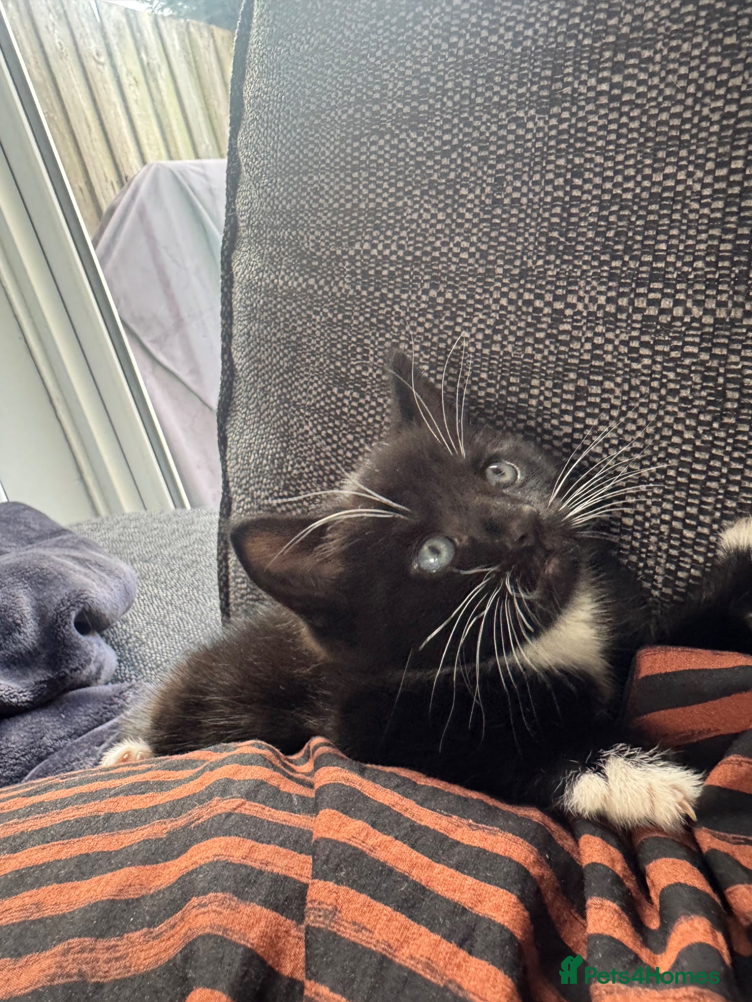 Domestic Shorthair cats Black and white kitten - Advert 2
