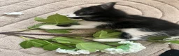 Mixed Breed cats for sale: Kitten for sale  - Advert 7