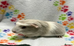 Guinea Pig rodents for sale: Guinea pigs for sale  - Image 13