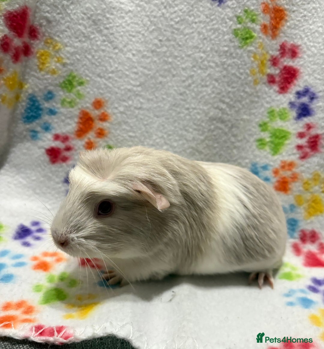 Guinea Pig rodents for sale: Guinea pigs for sale  - Image 13