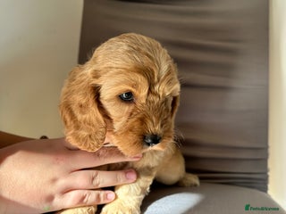 Cockapoo dogs Adorable Pappy Bread Cockapoo Puppies F2 - Advert 13