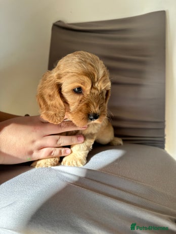Cockapoo dogs Adorable Pappy Bread Cockapoo Puppies F2 - Advert 2