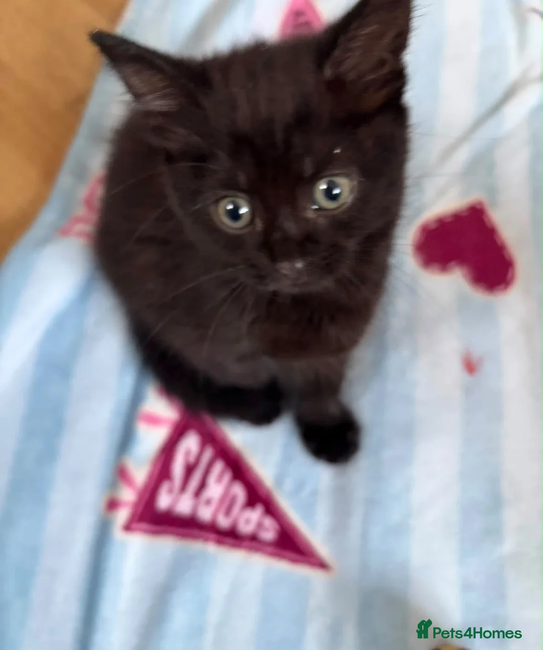 Mixed Breed cats for sale: 5 Beautiful kittens for sale - Advert 30