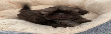 Shih Tzu Puppy 1