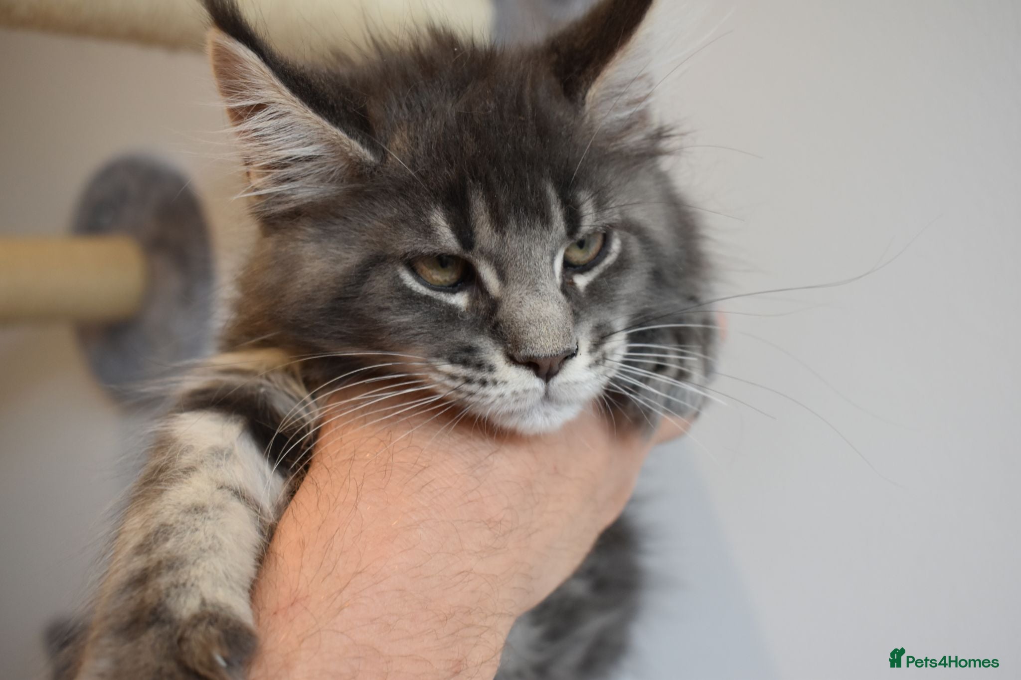 Maine Coon cats READY FOR COLLECTION  TICA registered kittens - Advert 9