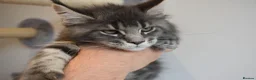 Maine Coon cats for sale: READY FOR COLLECTION  TICA registered kittens - Advert 13