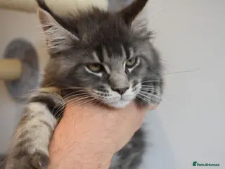 Maine Coon cats READY FOR COLLECTION TICA registered kittens - Advert 9