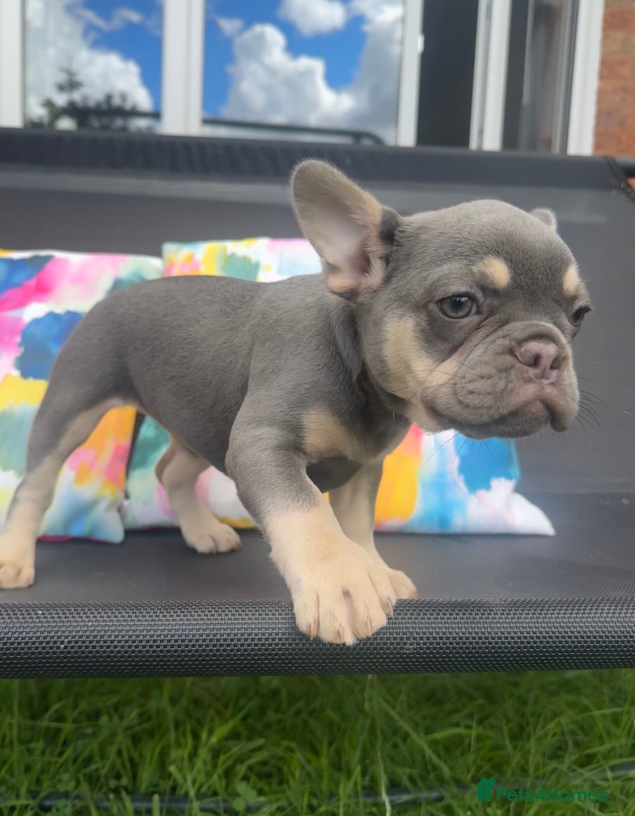 French Bulldog dogs for sale: Frenchie Puppies Ready to go now  in Halesowen - Advert 17