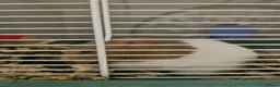 Hamster rodents for sale: Female syrian hamster with set up - Advert 8