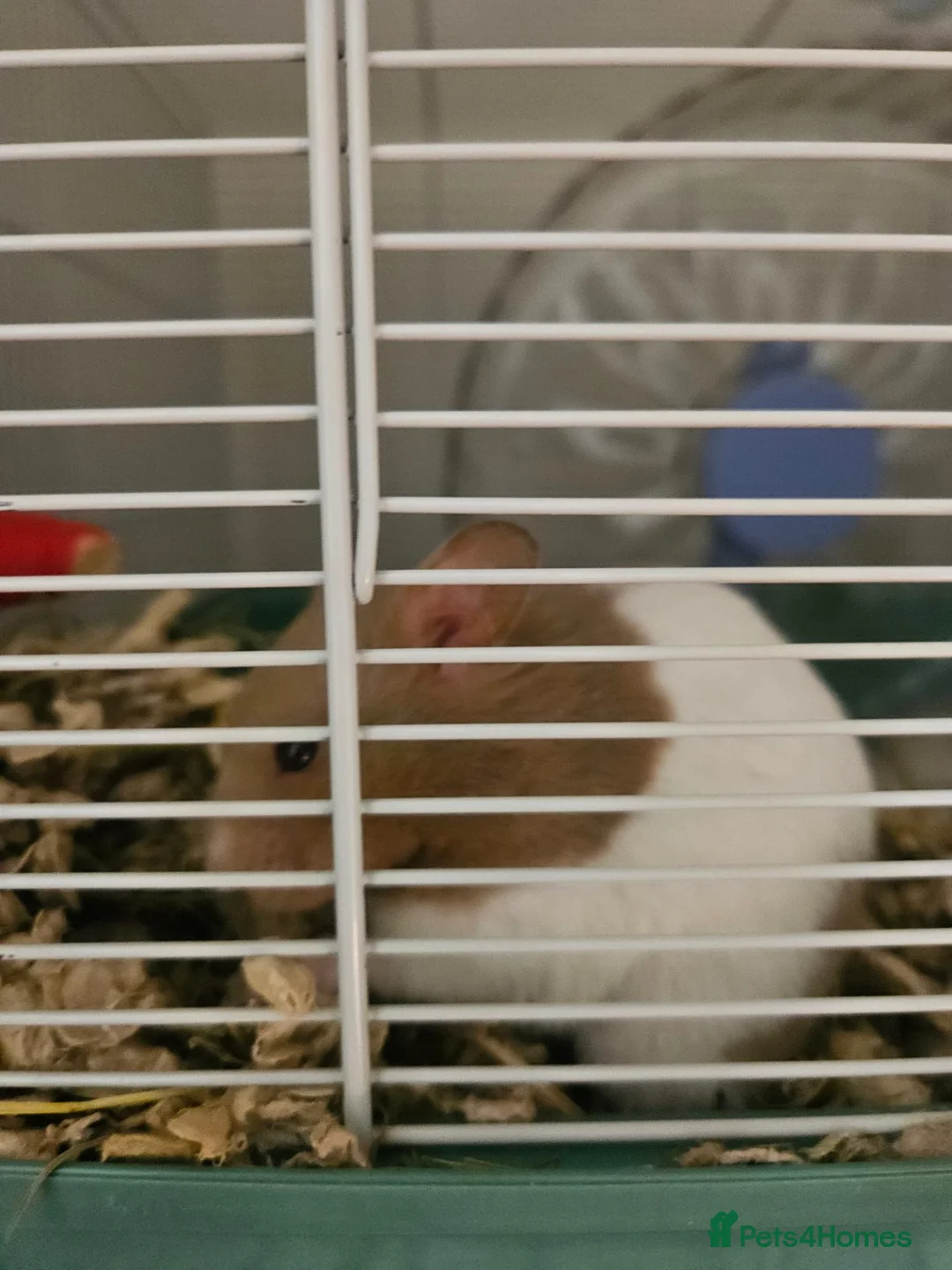 Hamster rodents for sale: Female syrian hamster with set up - Advert 8