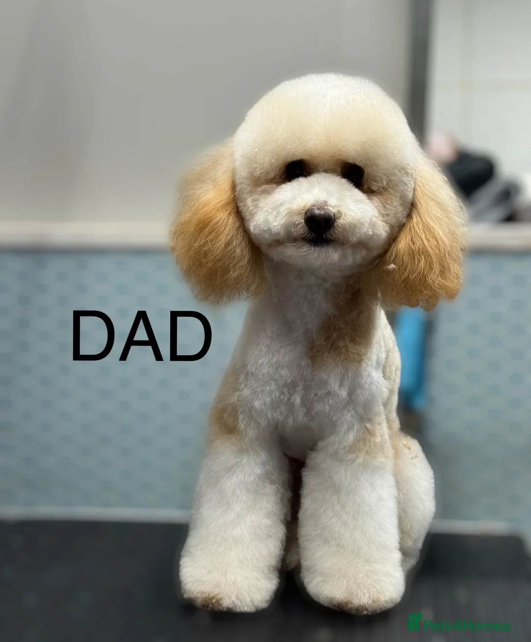 Toy Poodle dogs for sale: Tiny toy poodle boys available for reservation - Advert 6