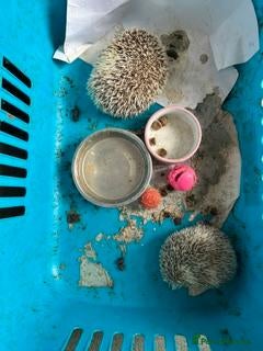 Pygmy Hedgehog rodents 2 Pigmy Hedgehogs - Advert 13