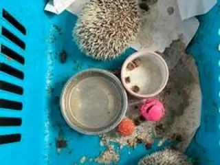 Pygmy Hedgehog rodents 2 Pigmy Hedgehogs - Advert 13