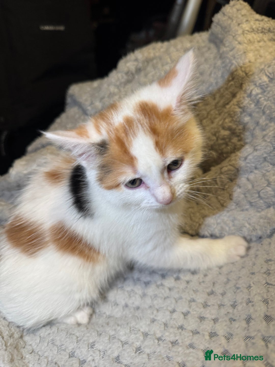Domestic Shorthair cats for sale: Real life Garfield🤩 - Image 39