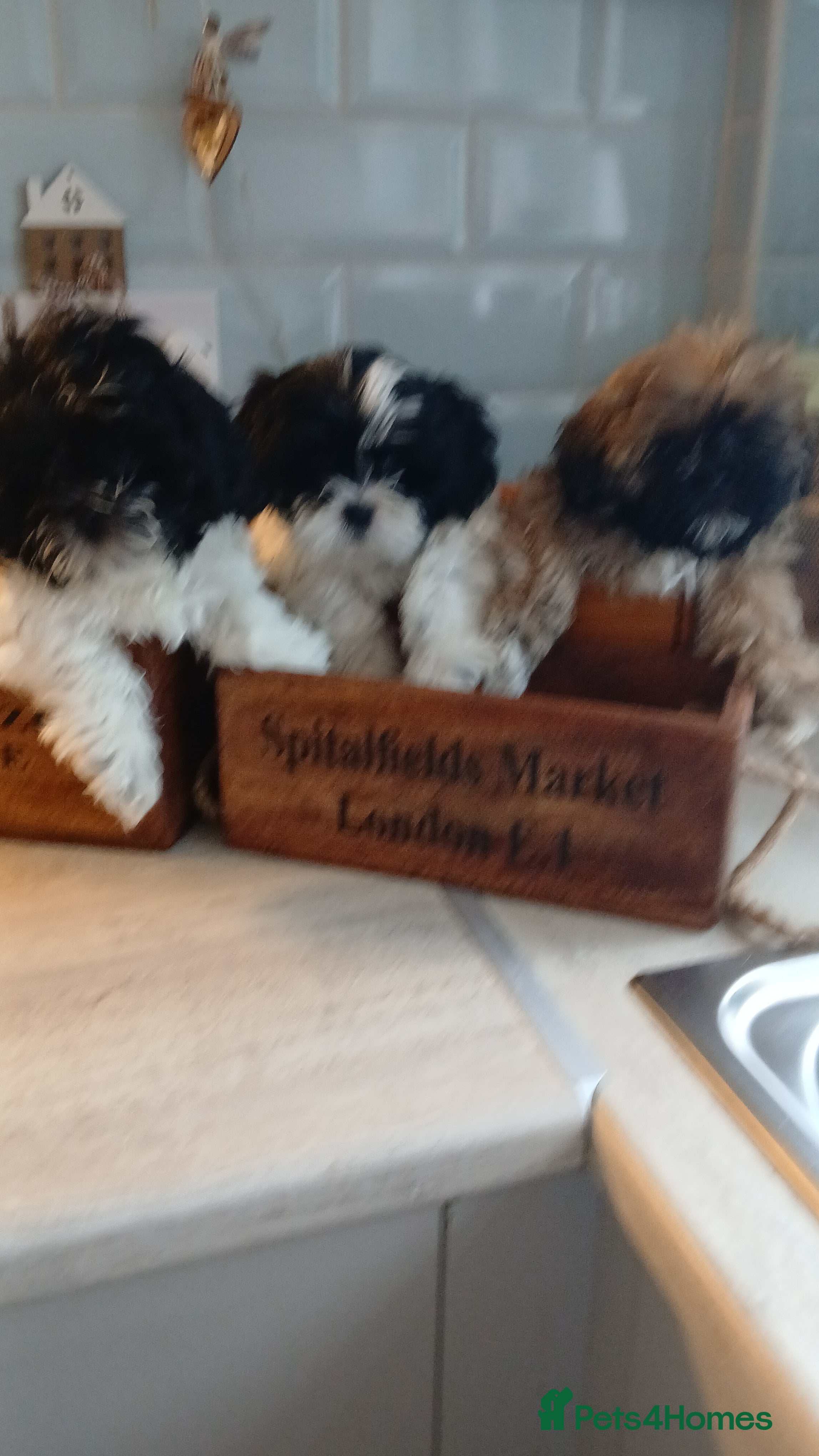 Shih Tzu dogs LOOKING FOR A HEART BEAT NEAR YOUR FEET! JOY & FUN - Advert 1