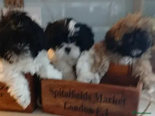 Shih Tzu dogs LOOKING FOR A HEART BEAT NEAR YOUR FEET! JOY & FUN - Advert 8