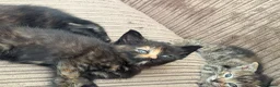 Mixed Breed cats for sale: Gorgeous tortoiseshell and tabby kittens - Advert 9