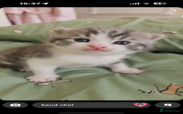 British Shorthair cats for sale: British shorthair x Cross Kitten Male  - Image 7