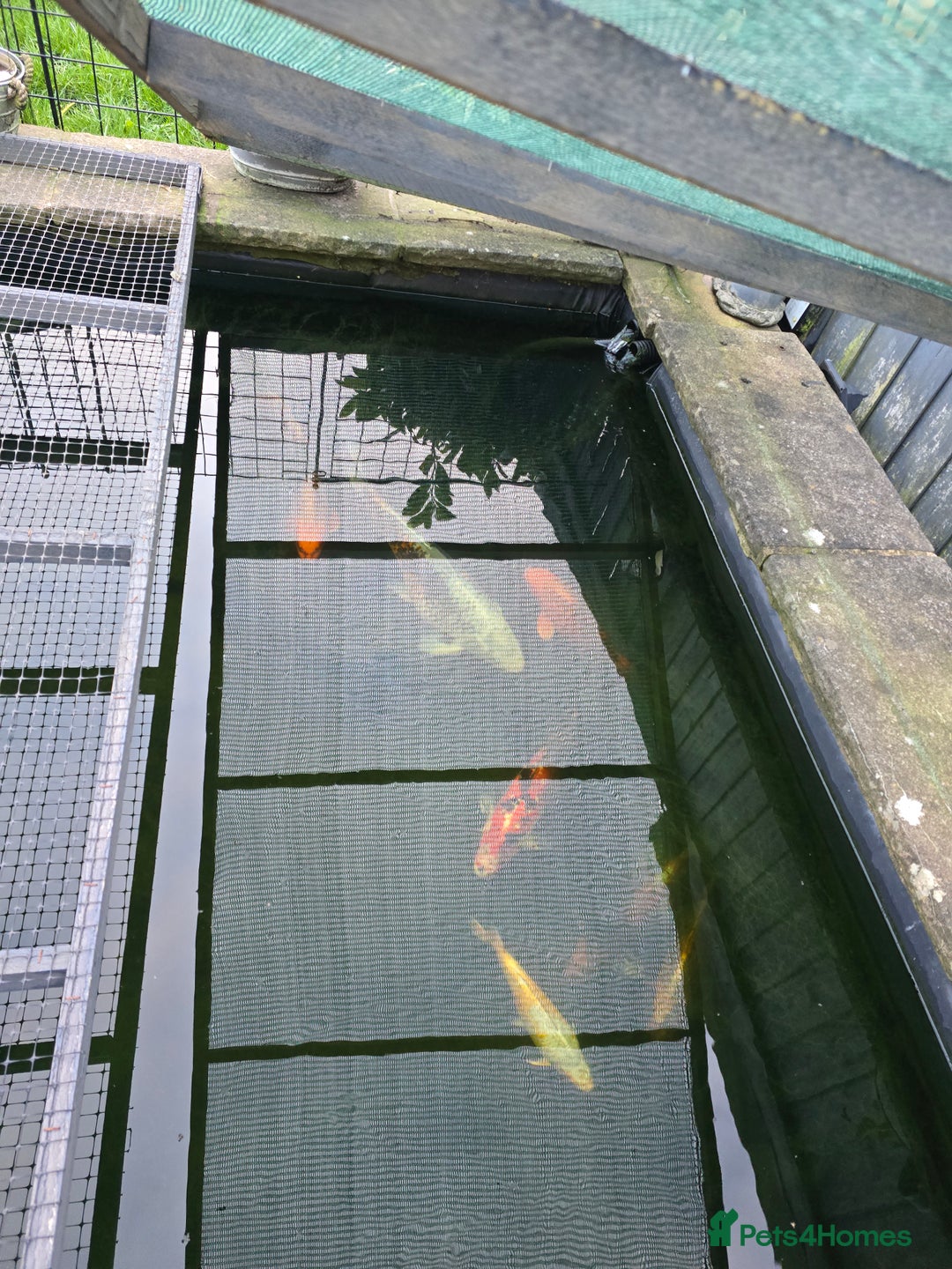 Koi Carp fish for sale: 7 x Koi Carp - Advert 5
