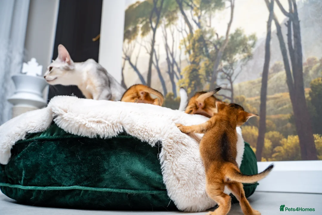 Abyssinian cats for sale: Ruddy Abyssinians Kittens-Outstanding Pedigree  - Advert 21