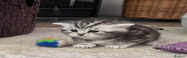 British Shorthair Kitten 1